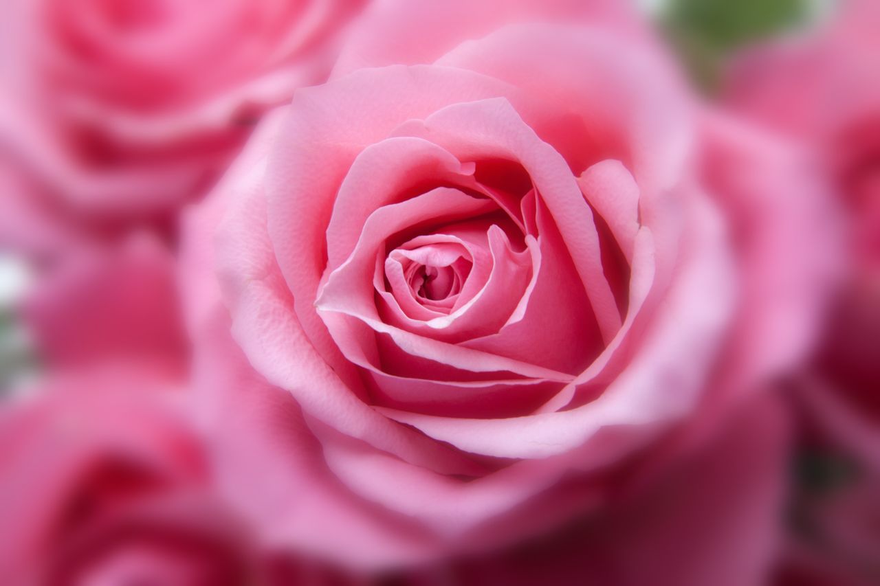A beautiful close-up of a pink rose with detailed petals in full bloom.